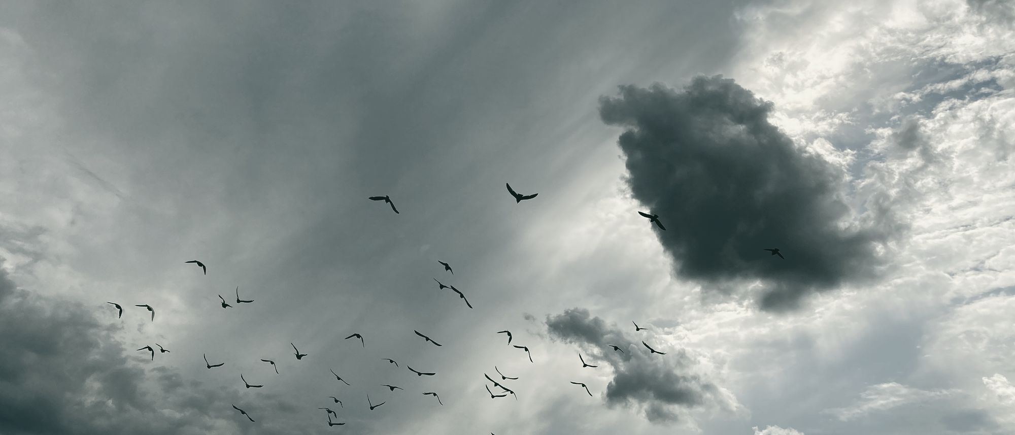 Ein Vogelschwarm vor Wolken über Wien